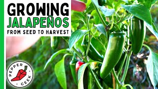 How To Grow Jalapeño Peppers For Beginners From Seed To Harvest  Pepper Geek [upl. by Anifled471]