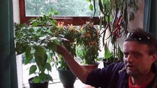 Allotment Diary  How to grow Chillies easily  This years Chilli Plants [upl. by Higinbotham]