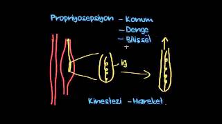 Propriyosepsiyon ve Kinestezi Sinir Sistemi Fizyolojisi Psikoloji  Çevreyi Algılama [upl. by Kassab]