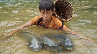 Meet a giant school of carp  Catch fish and bring them to the market to sell for a living [upl. by Hurwit49]