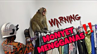 MONYET MENGGANAS DI TINGKAT 22  CELORENG BOMBA [upl. by Koppel301]