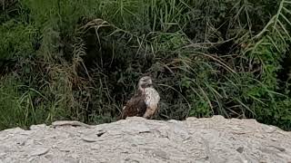 INCREIBLE 😱Aguila Gigante 🦅 en cerro de camanaperu 🇵🇪giant eagle in camanaperu [upl. by Yeca]