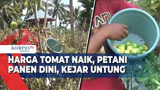 Harga Tomat Meroket Petani Jember Panen Lebih Awal [upl. by Kimble218]