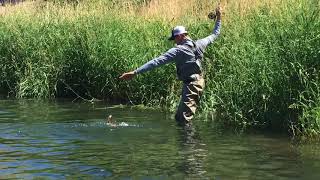 2018 Deschutes river Salmonfly Hatch [upl. by Dilaw739]