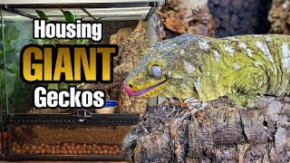 How to Setup a Giant Gecko Vivarium Rhacodactylus leachianus [upl. by Lladnarc]