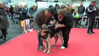 Osteuropäischer Schäferhund Hundeausstellung Hannover 2015 [upl. by Nnylrefinnej]