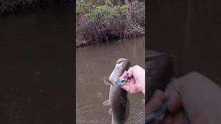 Just shake em🤣😂 youtubeshorts bassfishing fishing shorts shortsvideo subscribe foryou [upl. by Llerud]