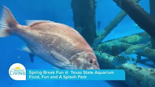 Texas State Aquarium  Spring Break Fun [upl. by Chasse916]