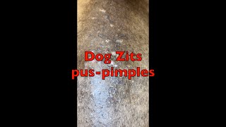 Jake has Zits and Pus BAD acne Blue Dobie Dz vid8a02 [upl. by Darrin]