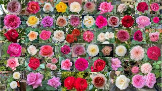 112 Beautiful and Fragrant Roses from My Garden  David Austin Kordes Meilland Delbard roses etc [upl. by Geoffrey]