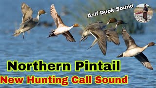 Northern pintail duck new hunting call sound  Pintail duck ki awaz  Northern Pintail Best Sound [upl. by Goltz]