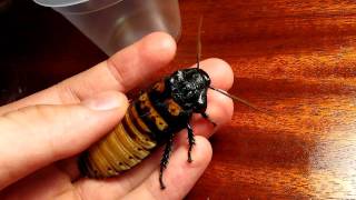 Madagascar hissing cockroach  hiss [upl. by Tarah]