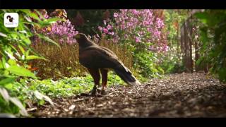 De Havikshof  Gardens of the world [upl. by Alecram888]