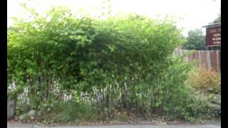 IVMs A Year in the Life of Japanese Knotweed 2 [upl. by Edrea482]