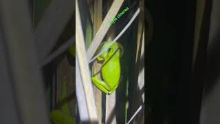 Green tree frog calling Hyla cinerea [upl. by Hajar]