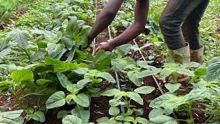 Amaranth Farming Under Drip Irrigation [upl. by Onitsuj]