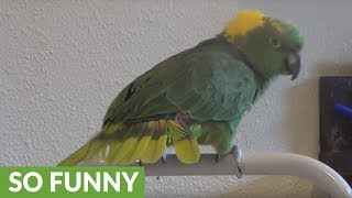 Talented parrot sings childrens song for the camera [upl. by Atikel]