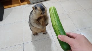 sound when marmot chews cucumber [upl. by Henriette]