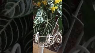 ZEBRA PLANT in BLOOMAphelandra Squarrosa With YELLOW FLOWERS Houseplant [upl. by Ramat206]