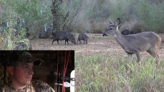 Bowhunting South Texas Javelina 122816 [upl. by Blondie]