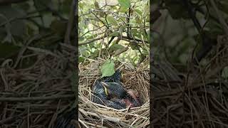 Common babbler bird babies P 59 [upl. by Duile909]