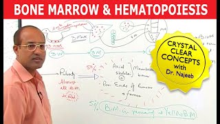 Bone Marrow and Hematopoiesis  Blood Cells Formation [upl. by Turk]