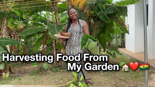 Harvesting Cassava Plantain Cocoyam Cocoyam Leaves Guave amp Turkish Berries In My Garden 🇬🇭❤️ [upl. by Cull]