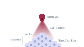 Neural Crest Cell Migration [upl. by Hsima732]