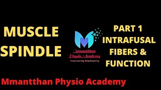 Muscle spindle amp GTO  Part 1   Intrafusal fibers  Types  Innervation  Functions [upl. by Reube]