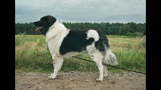 Bulgarian Shepherd [upl. by Questa]