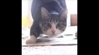 Funniest Cat Dance  Cat Wiggle Wiggle Wiggle  10 Minutes Version [upl. by Abercromby]