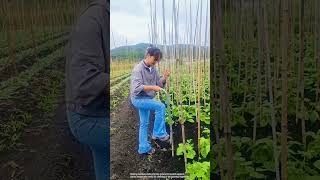 Bamboo sticks are an effective support for climbing plants [upl. by Carlisle260]