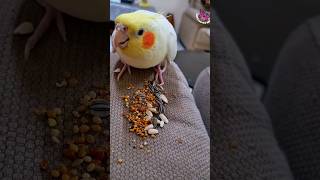 Cute Cockatiel Rio Eating Seeds  Seed cracking Sound cockatiel parrot bird food [upl. by Suoirtemed]