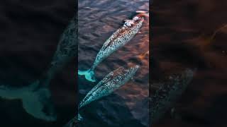 Narwhal facts narwhal viralvideo animals youtubeshorts nature shorts fyp [upl. by Juliet]