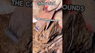 satisfying HOOF trimming asmr animal horsecare [upl. by Gambell]