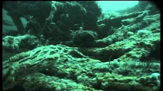 Diving guernsey The wreck of the Duenna With porbeagle shark [upl. by Ayot]