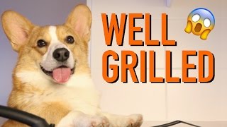 COOKIN WITH TALENT  Topi the Corgi [upl. by Aitekram]