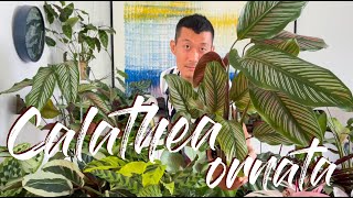 Calathea Ornata Care Tips and How to Propagate  WITH UPDATES [upl. by Gerek]