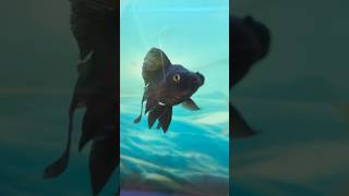 Funny goldfish swimming back and forth fish trendingvideo underwater nature [upl. by Kemble]