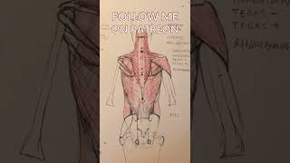 Drawing Anatomy the Gluteal Muscles Structure and Function [upl. by Cassaundra]