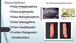 Phylum Mollusca Class Polyplacophora Class Monoplacophora Phylogenetic consideration [upl. by Stroup964]