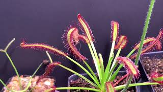 Drosera Capensis cape sundew timelapse feeding [upl. by Odracir]