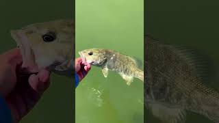 Fishing Stillhouse Hollow in TEXAS 🎣 One of the few TX lakes with Smallies fishing [upl. by Alexio]