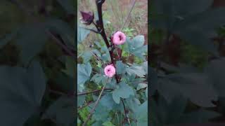 Escambia Lakes earlyblooming RoselleFlorida Cranberry variety flowering and fruiting on 20240917 [upl. by Heim]