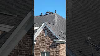 Roof Cleaning Masterclass [upl. by Asiral]