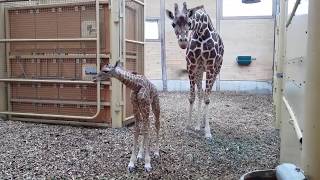 Netgiraffe geboren in Diergaarde Blijdorp Rotterdam [upl. by Alemat442]