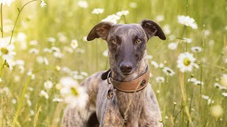 Training Tips for Whippet Owners [upl. by Beckman891]