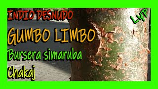 Árbol GUMBO LIMBO 🌿💥 Indio desnudo Bursera simaruba Chakaj Jiote Copper wood turpentine tree 💚 [upl. by Clevie393]