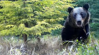 ursus arctos arctos ♂ [upl. by Nidia494]