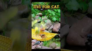 Cat TV Colorful Birds Feasting By The Stream  Bird Tivi For Cat 4K [upl. by Groh332]